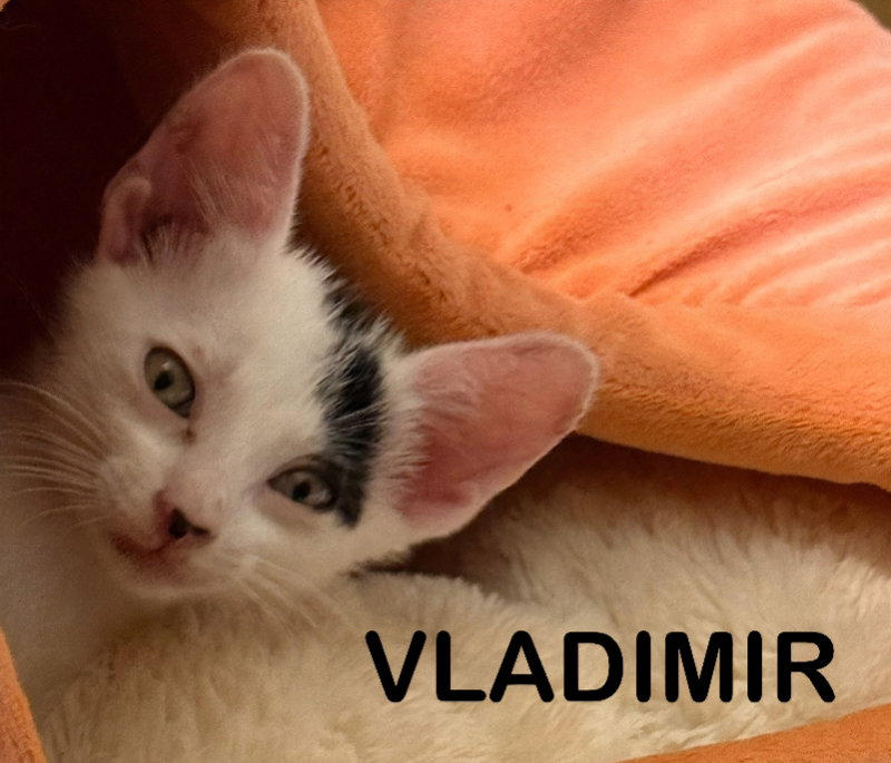Vladimir Image