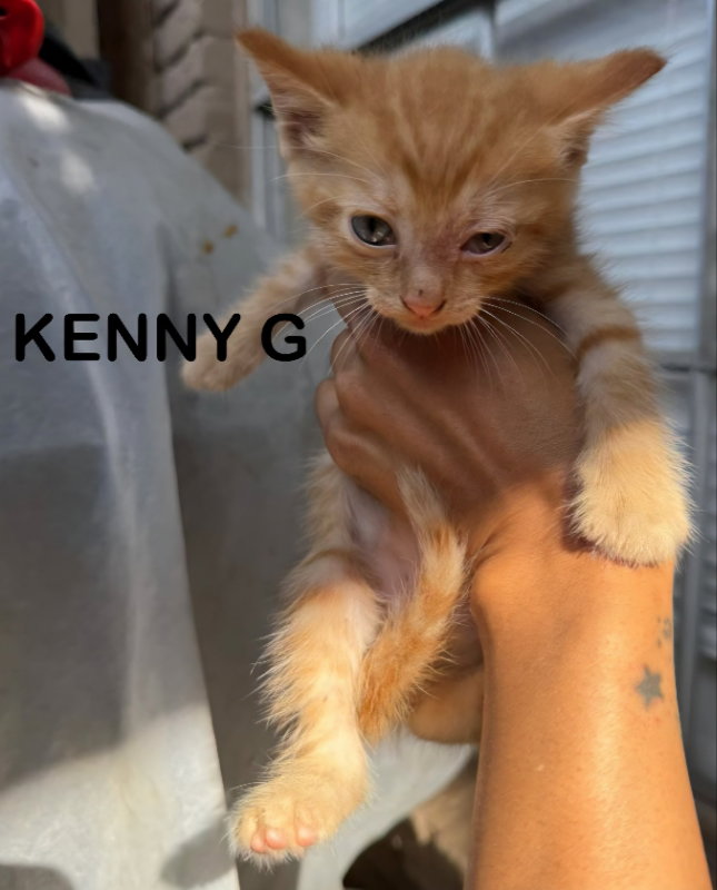 Kenny G Image