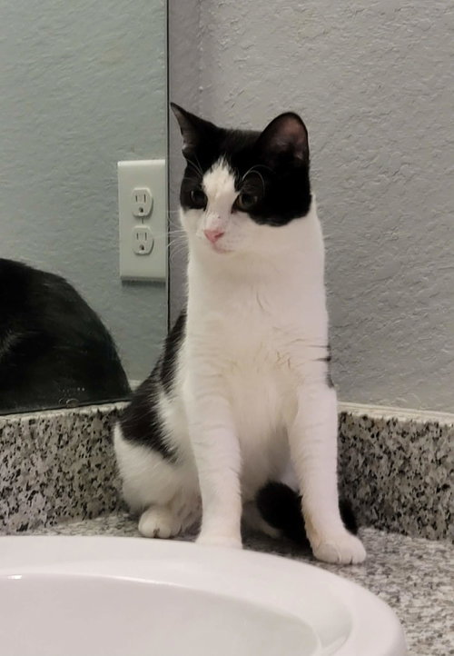 BISCOTTI - Tuxedo / Domestic Medium Hair available for adoption