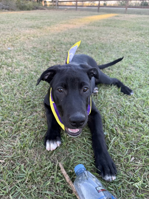 Loki