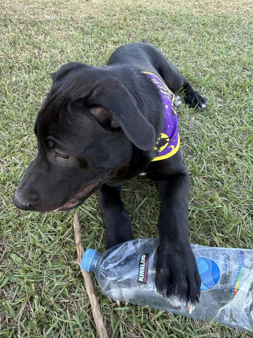 Loki photo 3