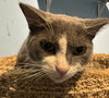 Mittens