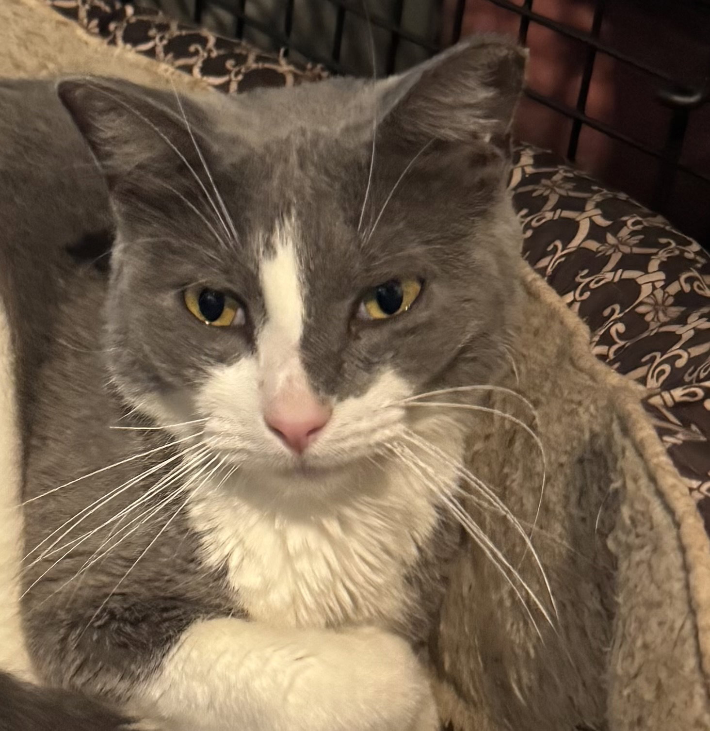 Mittens Image