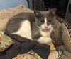 Mittens