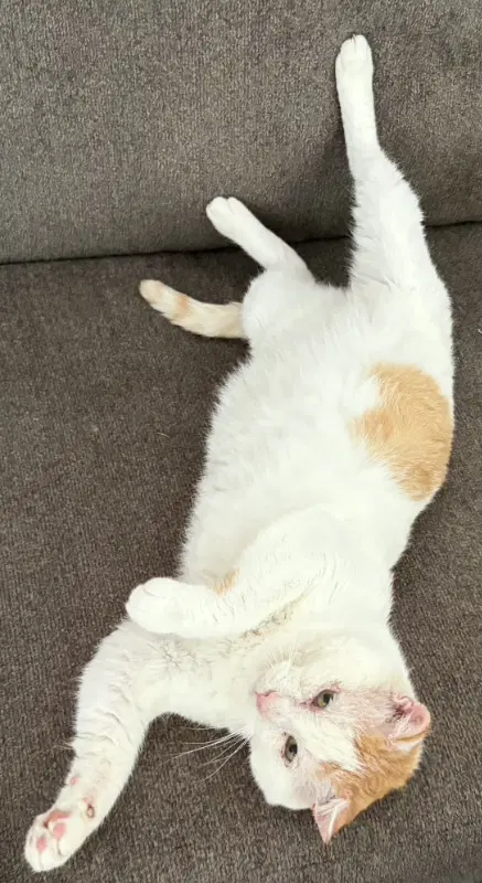 Snowball - Tabby