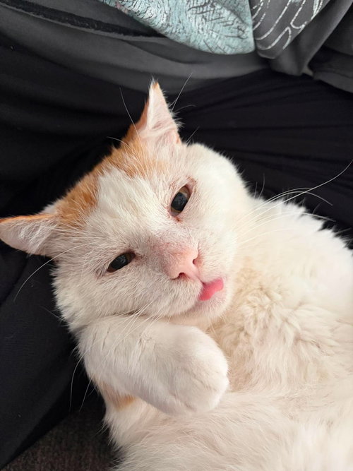 Pawpaw Snowball, a cat for adoption from Third Coast Pets Alive