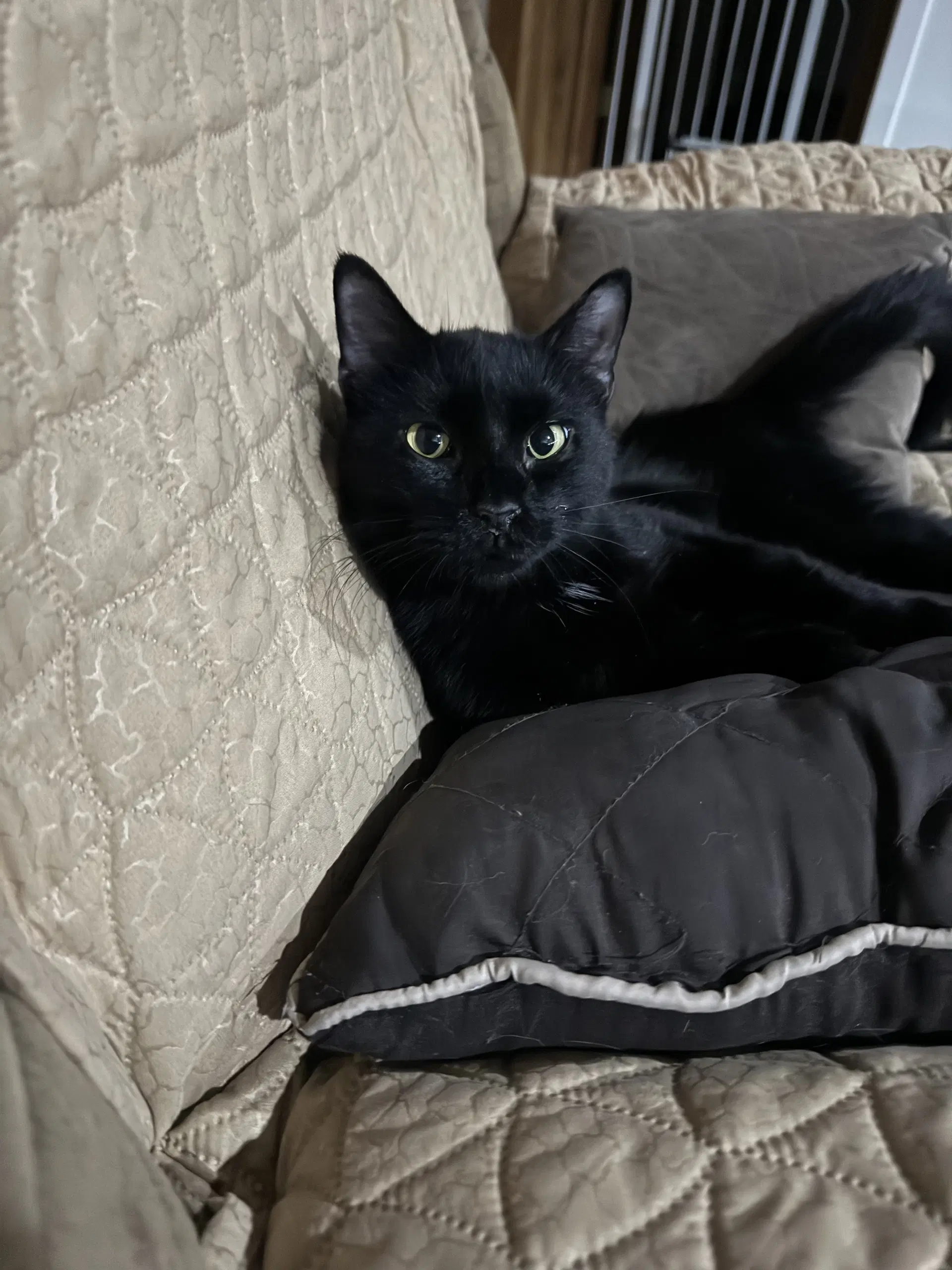 Miles - Tabby