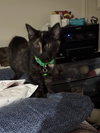 Brigid