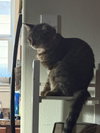 Cleocatra