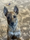 Sadie