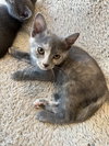 Bonnie Sue