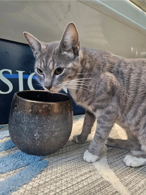 JADE - Tabby / Domestic Short Hair available for adoption
