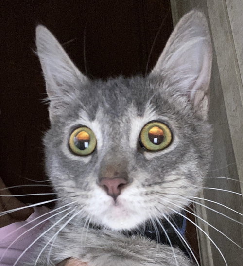 Tad, Baby Tabby / Domestic Medium Hair / Mixed (medium coat), cat for adoption in Huntsville, Texas