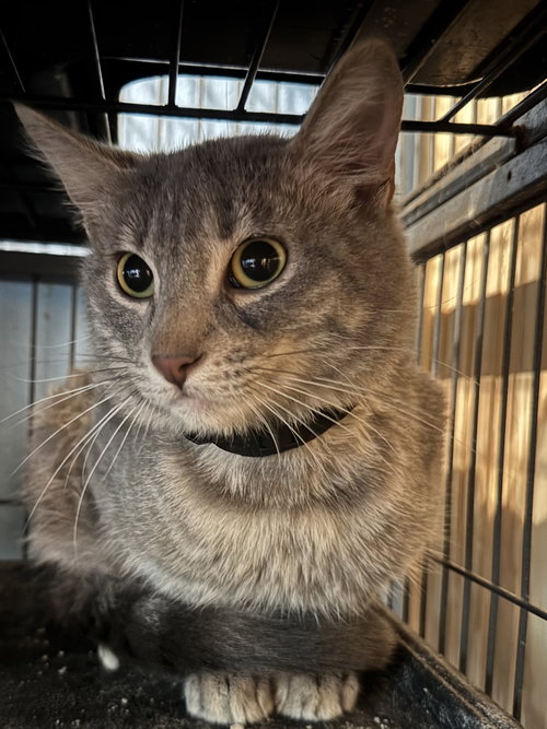 TAD - Tabby / Domestic Medium Hair available for adoption