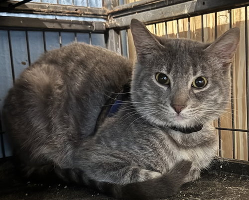 TAD - Tabby / Domestic Medium Hair available for adoption