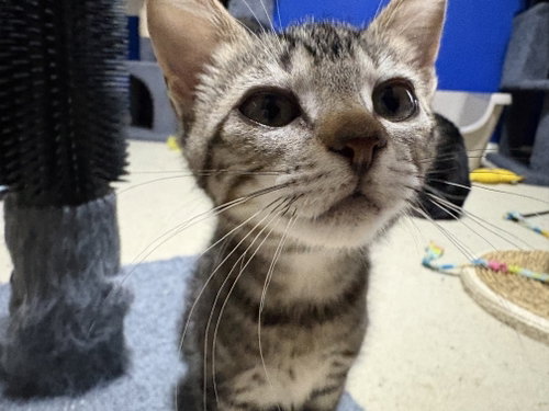 Deb, an adoptable Tabby in WILLIS, TX