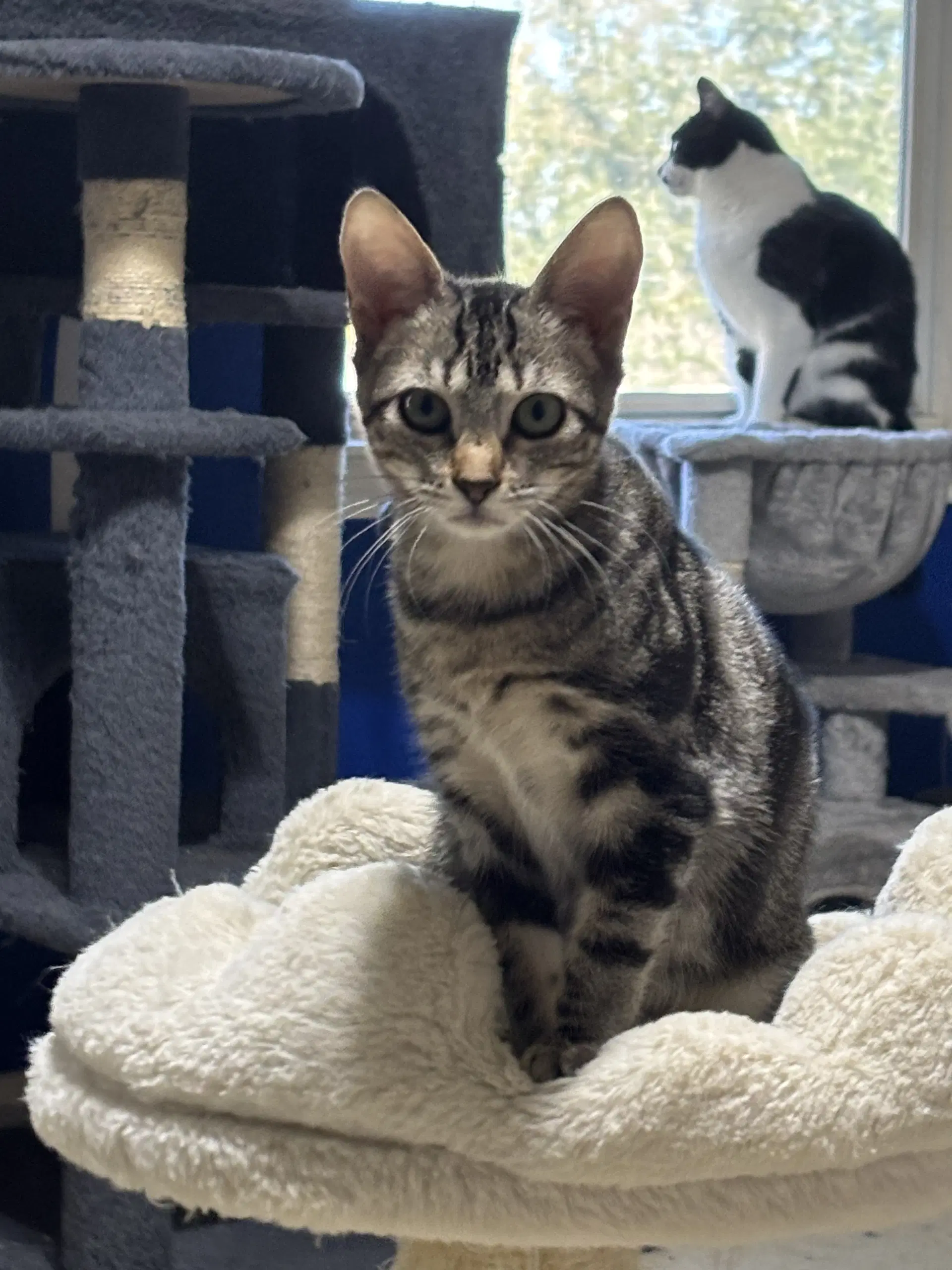 Deb - Tabby
