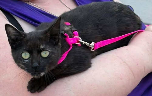 Dyna, an adoptable Tabby in WILLIS, TX