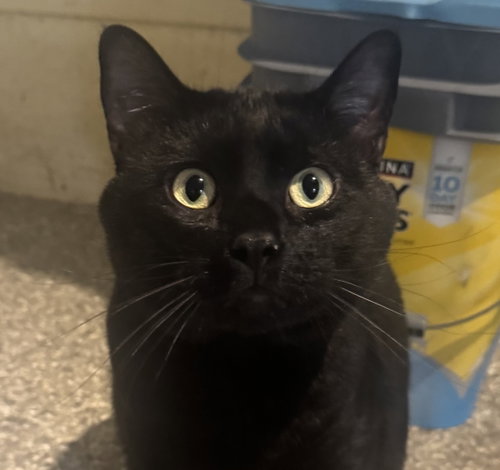 MR FELIX
