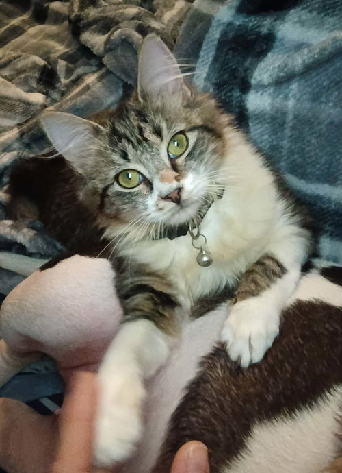 MUNCHKIN