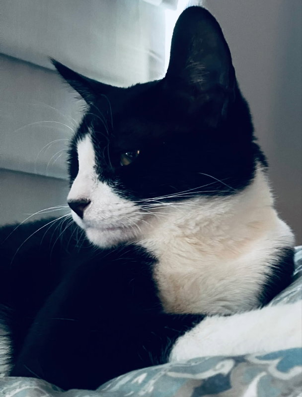 Oreo Image