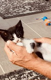 Oreo