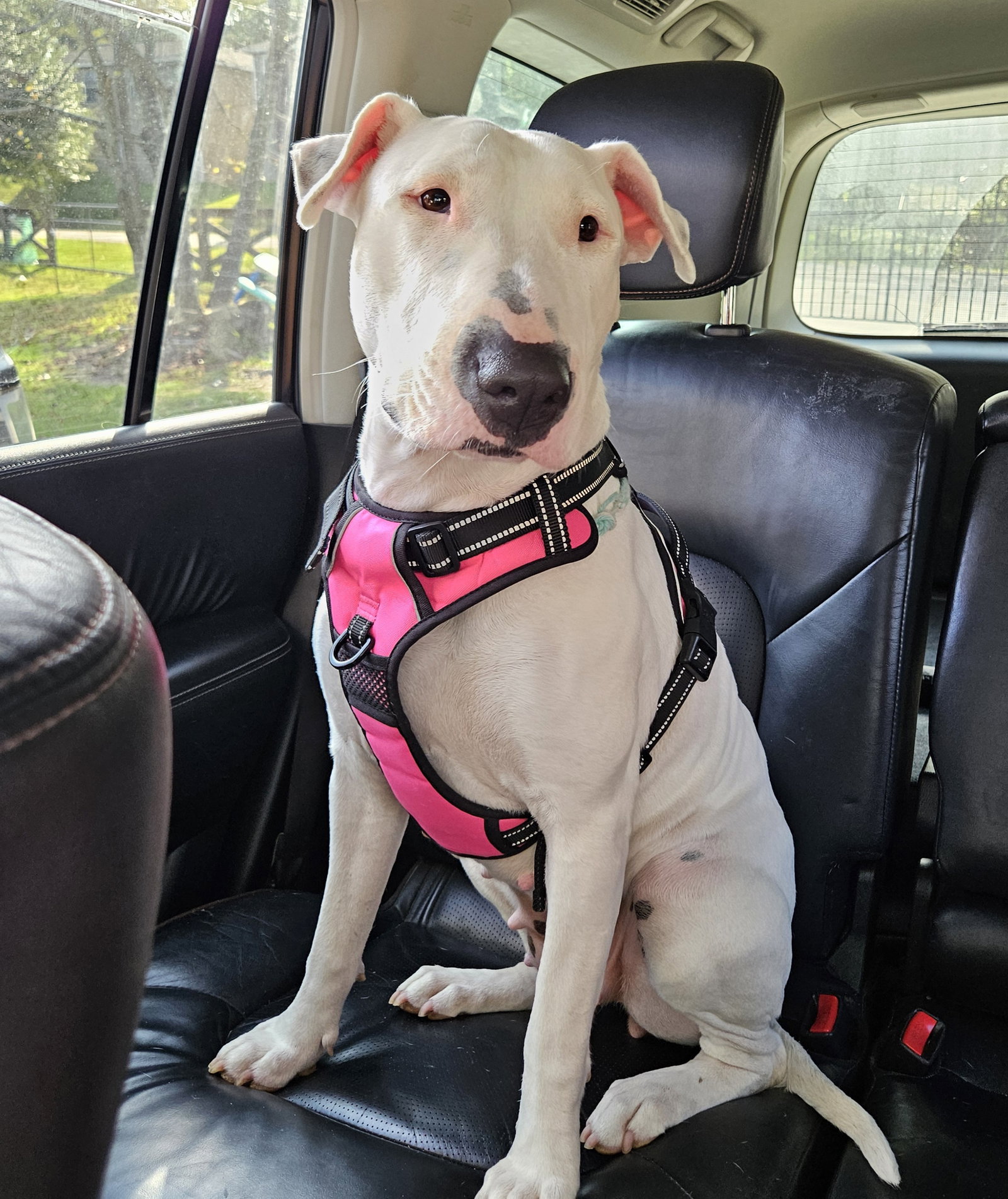 Dottie Image