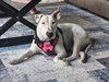 Dottie