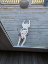 Dottie