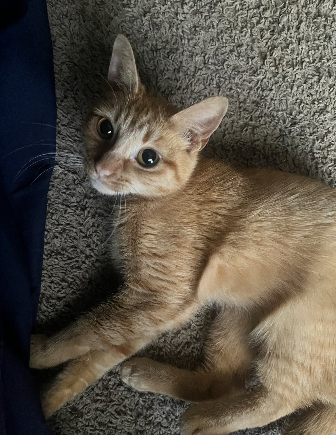 Gigi 2 Image