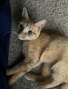 Gigi