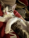 Miss Priss