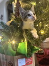 Miss Priss