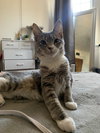 Nova