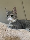 Nova