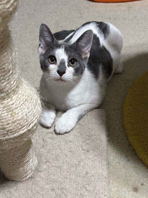 BUZZ BUZZ - Tabby / Domestic Medium Hair available for adoption