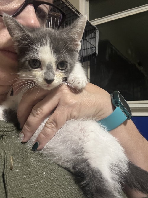 BUZZ BUZZ - Tabby / Domestic Medium Hair available for adoption