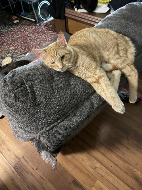 RED SKELTON - Tabby / Domestic Short Hair available for adoption