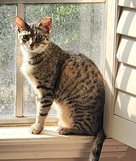 Hope Grayson, an adoptable Tabby in WILLIS, TX