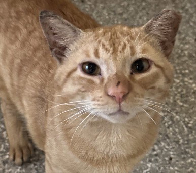 Edward, an adoptable Tabby in WILLIS, TX