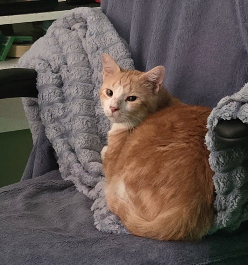 Stanley, photo 2