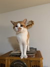 O'Malley