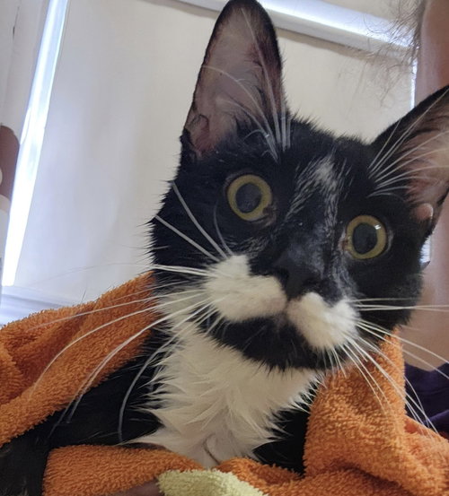 CHANDLER - Tuxedo / Domestic Medium Hair available for adoption