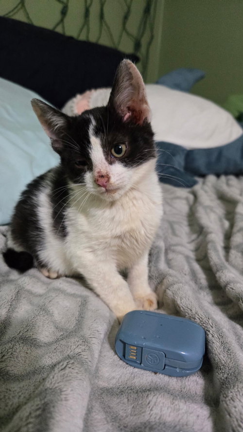 Quinn, Baby Tuxedo / Domestic Short Hair / Mixed (short coat), cat for adoption in Huntsville, Texas