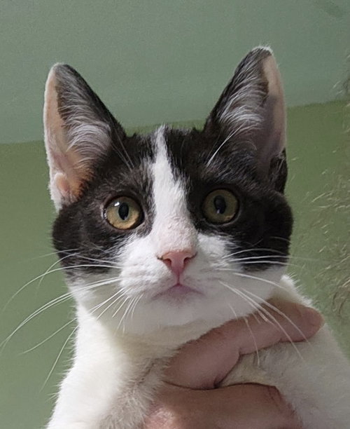 Quinn, an adoptable Tuxedo in WILLIS, TX
