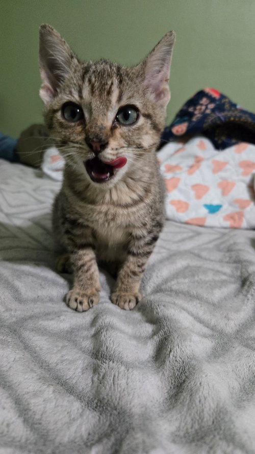 TNT, Baby Tabby / Domestic Short Hair / Mixed (short coat), cat for adoption in Huntsville, Texas
