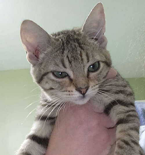 TNT, an adoptable Tabby in WILLIS, TX