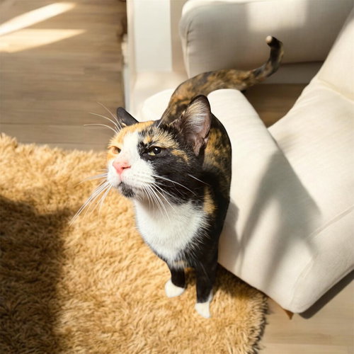 Thelma, an adoptable Tortoiseshell in WILLIS, TX