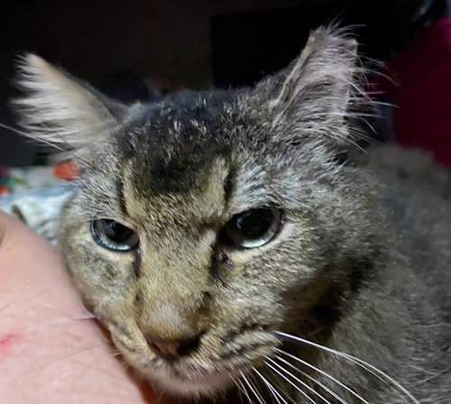 Tucker, an adoptable Tabby in WILLIS, TX