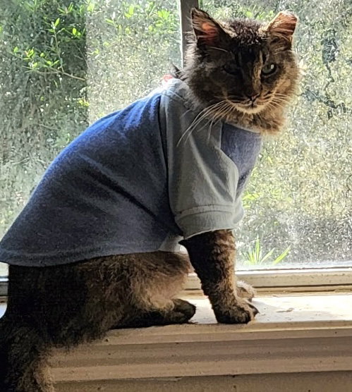 Tucker, an adoptable Tabby in WILLIS, TX